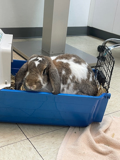 A brown and white spotted lop bunny in a blue travel carrier at the emergency vet