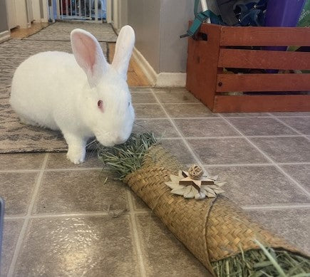 White bunny with pink eyes chews on hay toy shaped like a burrito