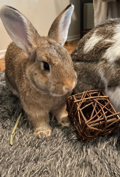 Brown domestic bunny poses next to willow stick cube chew toy